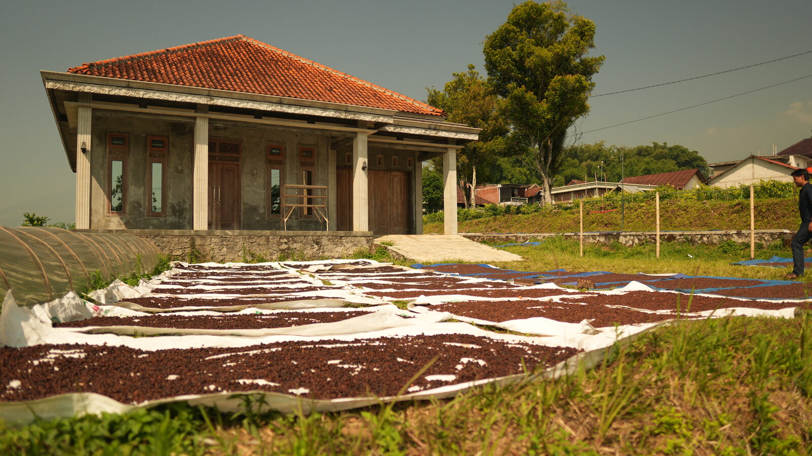 Drogen van koffie op patio's in Temanggung