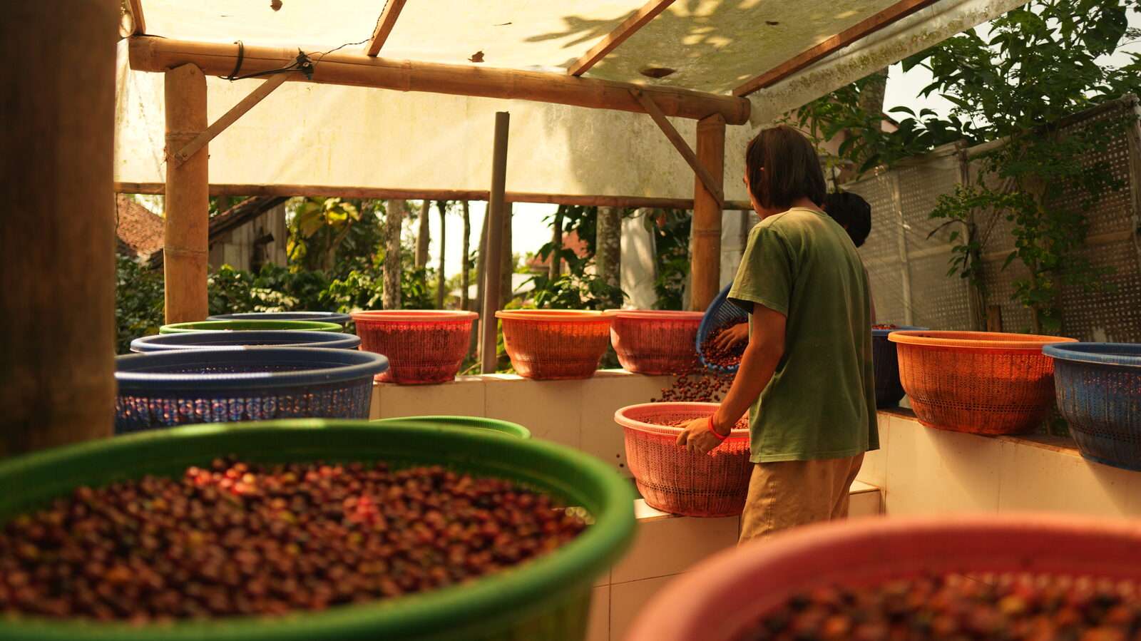Robusta Natural, anaerobe fermentatie