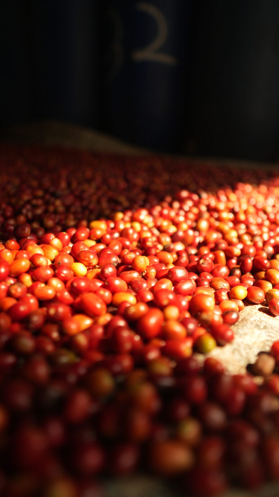 Robusta Premium Beans