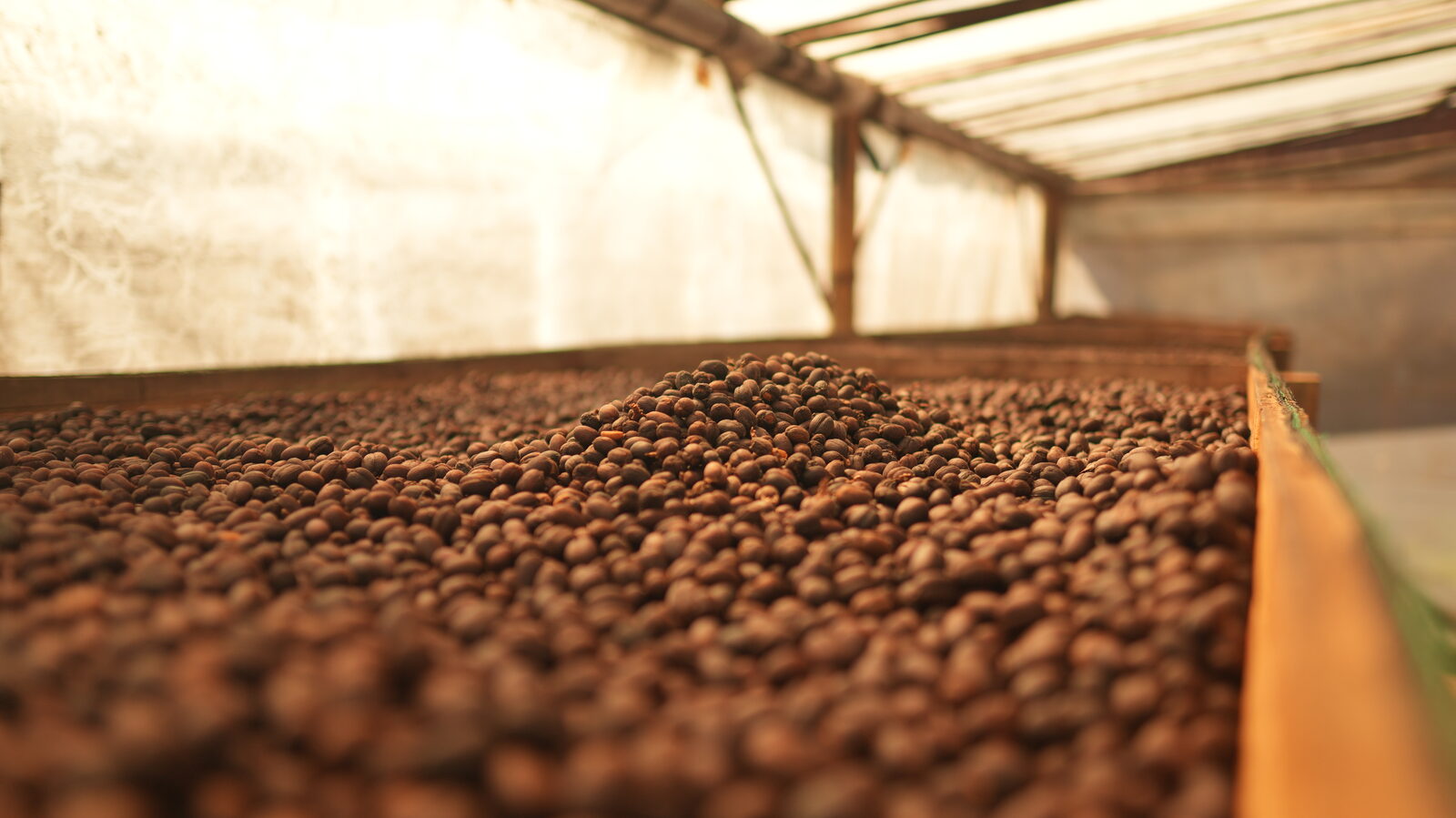 Vers geplukte koffiekersen