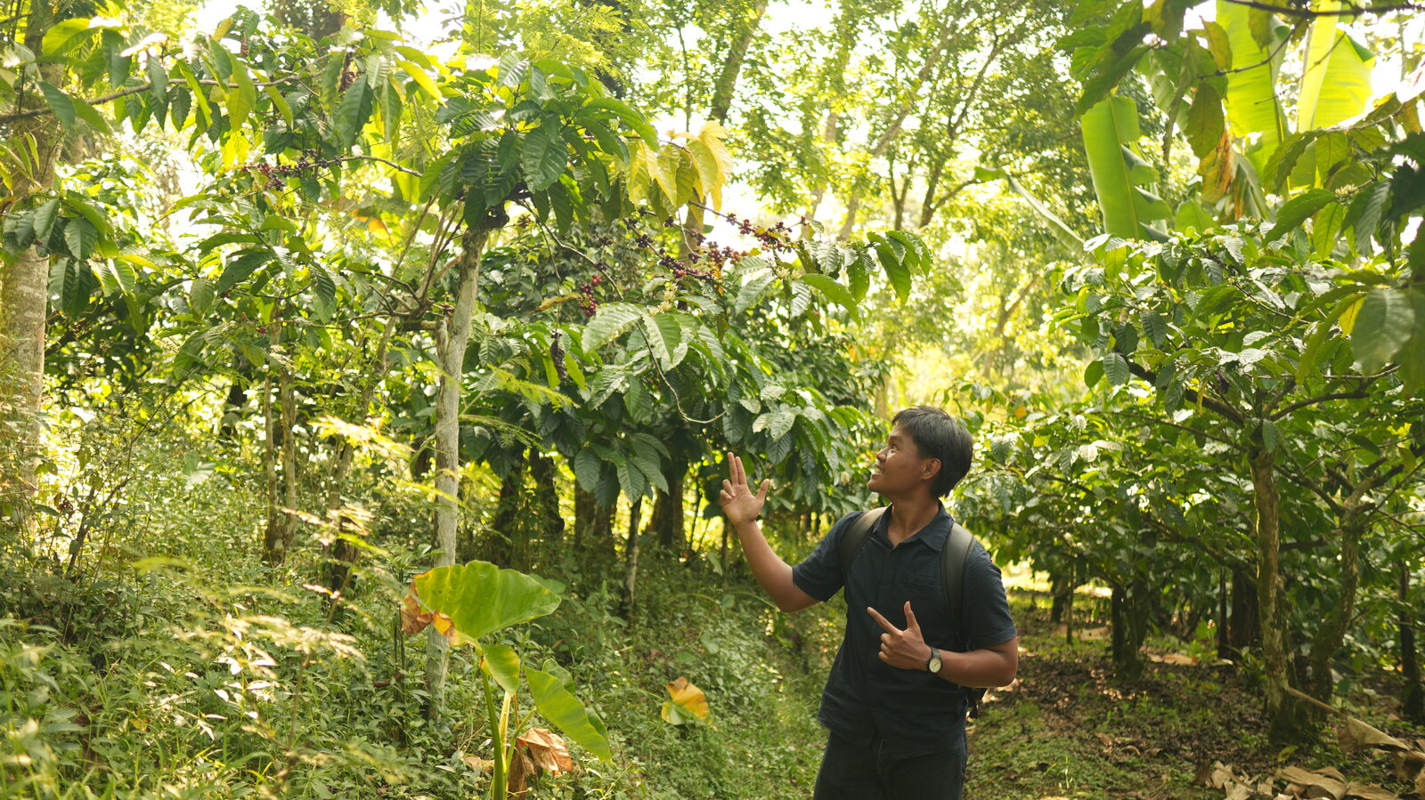 Koffieplantage op de hellingen van Temanggung