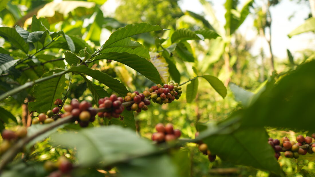 Rijpende koffiekersen aan de tak in de plantage