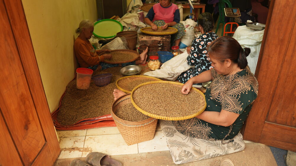 Handmatig sorteren van bonen op rotan trays