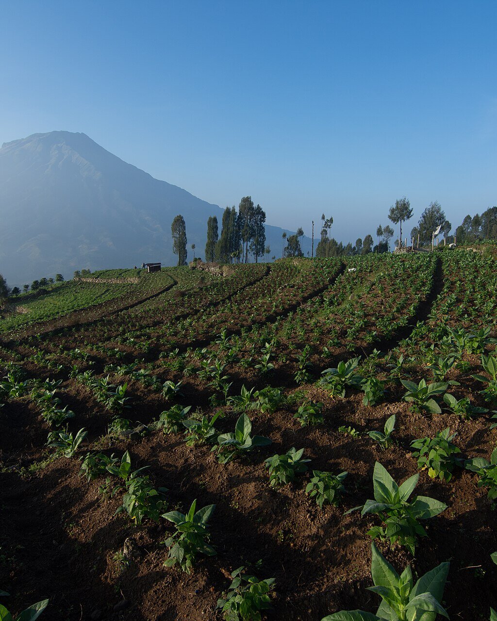 Landbouwvelden op de hoge hellingen bij Posong, Temanggung, met de Sumbing als baken