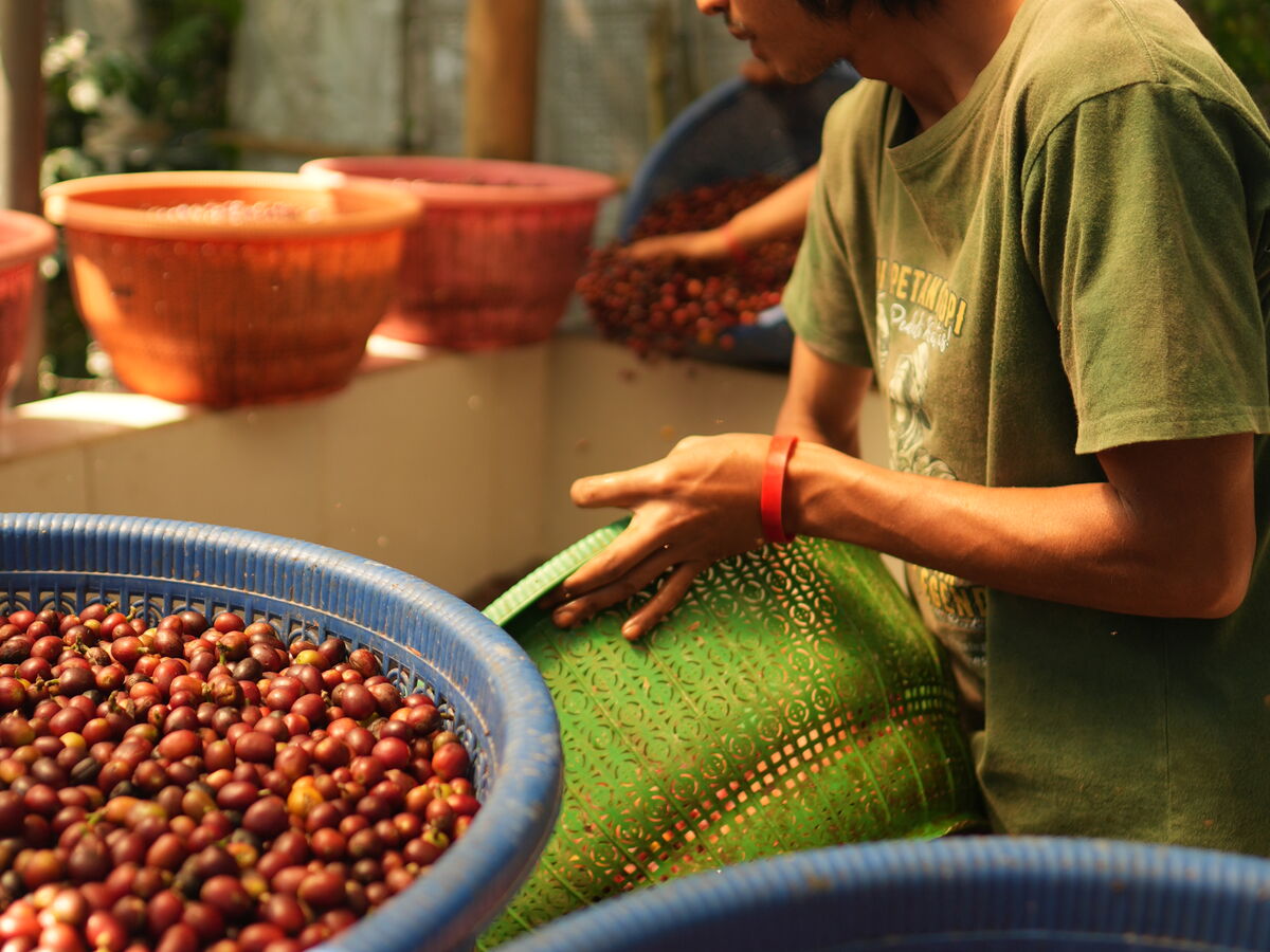 Verse koffiekersen worden gewassen voor het full-washed proces